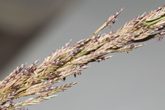 Eragrostis atropioides