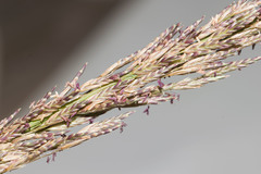 Eragrostis atropioides