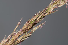 Eragrostis atropioides