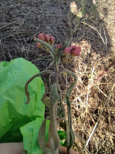 Asclepias curassavica image