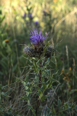 Cirsium pugnax