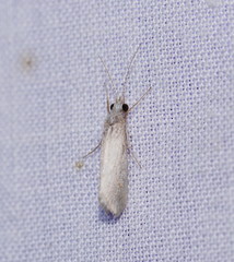 Asmicridea edwardsii