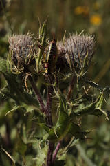 Cirsium pugnax
