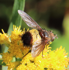 Xanthoepalpus bicolor