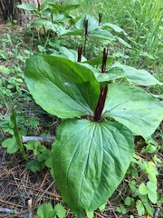 Trillium angustipetalum