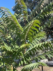 Ailanthus