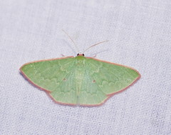 Chlorocoma cadmaria