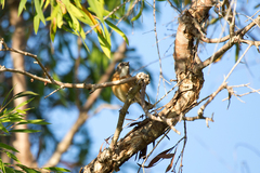Conopophila albogularis
