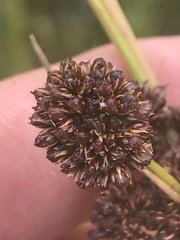 Juncus phaeanthus