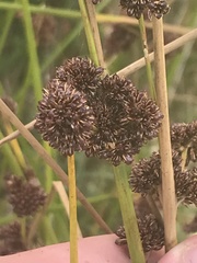 Juncus phaeanthus