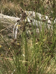 Juncus phaeanthus