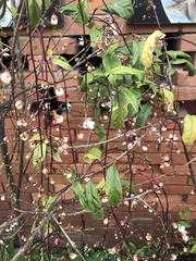 Clerodendrum schmidtii