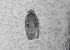 Agonopterix ocellana