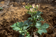Lomatium lucidum