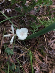 Calochortus minimus