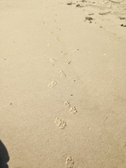 Canis lupus crassodon