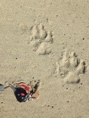 Canis lupus crassodon