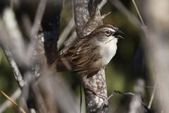 Aimophila notosticta