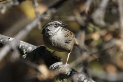 Aimophila notosticta