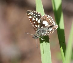 Ernsta dromus