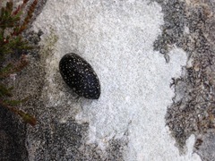 Geomalacus maculosus