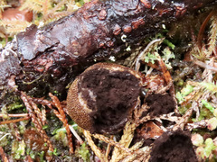 Elaphomyces muricatus