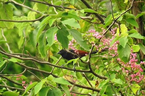 Philippine Coucal (Centropus viridis), photo 6