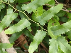 Lygodium microphyllum