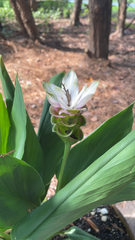 Curcuma aromatica