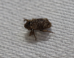 Mitrastethus australiae