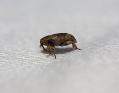 Mitrastethus australiae