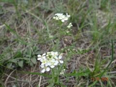 Smelowskia alba
