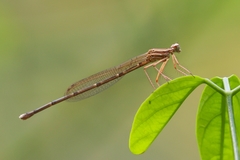 Pseudocopera ciliata