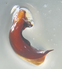 Pterostichus inermis