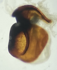 Pterostichus inermis