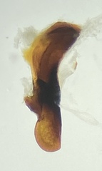 Pterostichus inermis