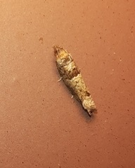 Pseudexentera knudsoni