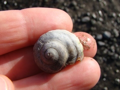 Amphibola crenata