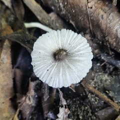 Leucocoprinus brebissonii