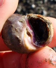Amphibola crenata