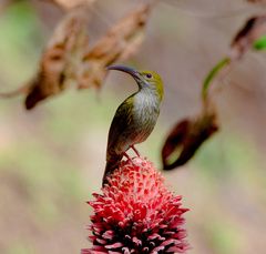 Arachnothera modesta