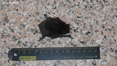 Hypsugo alaschanicus