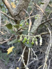 Comarostaphylis diversifolia planifolia