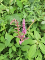Astilbe chinensis