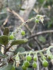 Comarostaphylis diversifolia planifolia