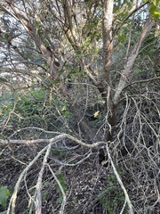 Comarostaphylis diversifolia planifolia