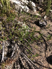 Indigofera mundiana