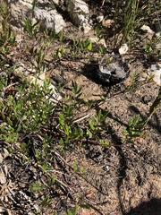 Indigofera mundiana