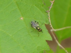 Actina viridis