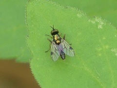 Actina viridis